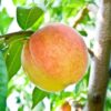 Peachnut Oil